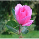 RÓŻA wielkokwiatowa różowa - sadzonki 20 / 30 cm